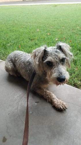 Found/Stray Male Dog last seen Miller & McDowell Rd. Scottsdale, Az, Scottsdale, AZ 85257