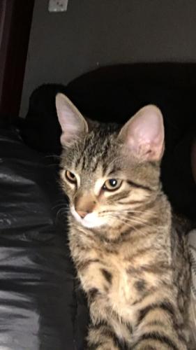 Lost Male Cat last seen Back of the yards, Chicago, IL 60609