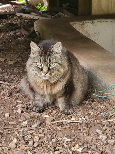 Found/Stray Unknown Cat last seen Near Hillcrest area, Frederick, MD 21703