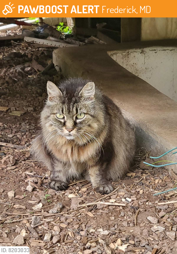 Rehomed Unknown Cat last seen Near Hillcrest area, Frederick, MD 21703
