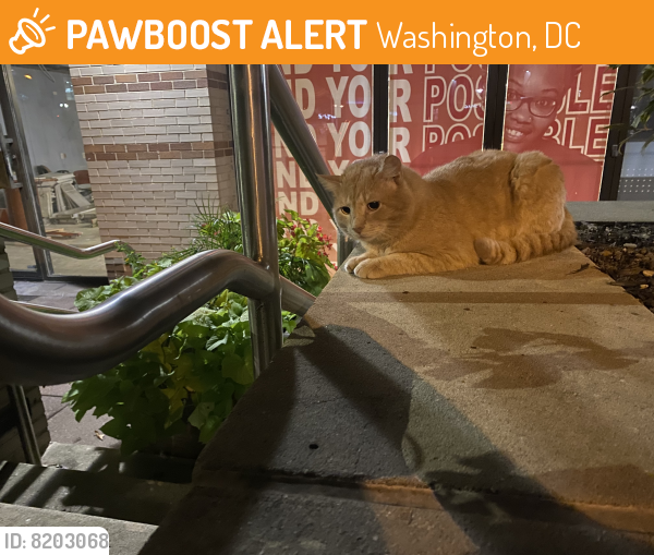 Found/Stray Unknown Cat last seen Van Ness-UDC Station, Washington, DC 20008