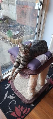 Lost Male Cat last seen St marks Road , West Midlands, England DY2 7SD