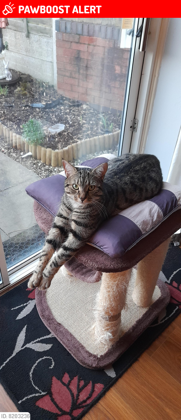 Lost Male Cat last seen St marks Road , West Midlands, England DY2 7SD