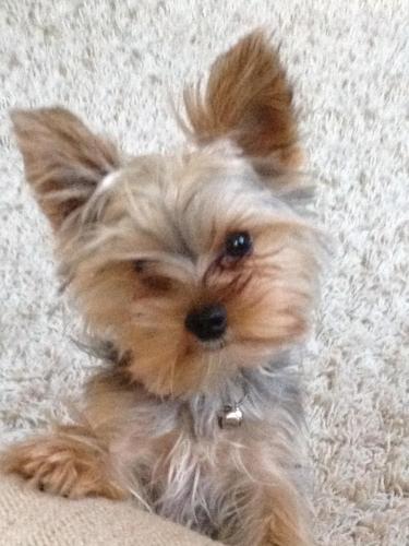 Lost Male Dog last seen  Sharon Dr , Silver Spring, MD 20910