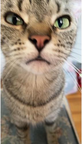 Lost Female Cat last seen Springfield Ave and 45th st , Chicago, IL 60632