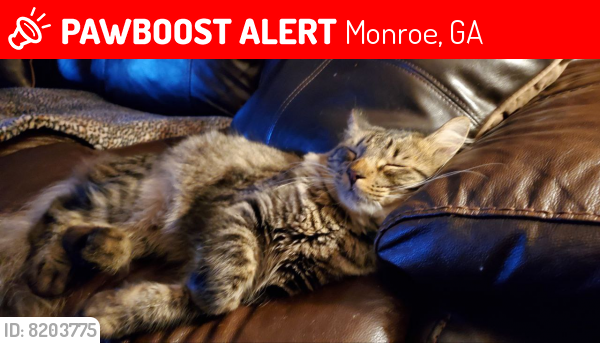 Lost Male Cat last seen summerset drive, monroe ga, Monroe, GA 30656