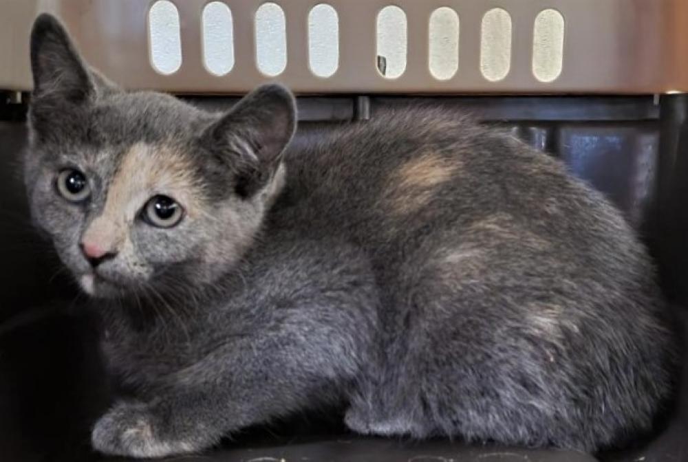 Shelter Stray Male Cat last seen Near BLOCK S 4015, Salt Lake City, UT 84120