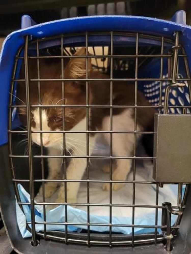 Shelter Stray Male Cat last seen Near BLOCK W SAN MARCOS CIR, Salt Lake City, UT 84120