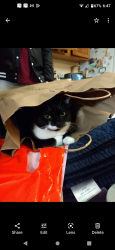 Lost Female Cat last seen Last seen in a found cat post , Roanoke, VA 24040