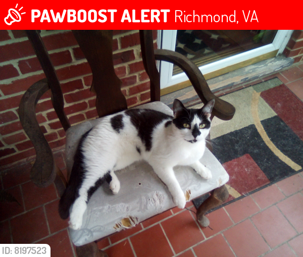 Lost Male Cat last seen Prospect Ave/Lewis Botanical Gardens, Richmond, VA 23228