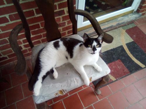 Lost Male Cat last seen Prospect Ave/Lewis Botanical Gardens, Richmond, VA 23228