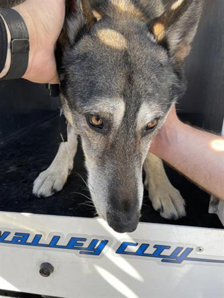Shelter Stray Male Dog last seen Near BLOCK S PHARAOH CIR, WEST VALLEY CITY UT 84123, Salt Lake City, UT 84120