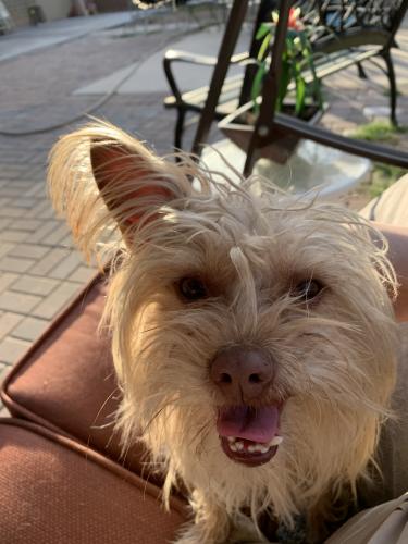 Lost Male Dog last seen 75th and Bethany  , Glendale, AZ 85303