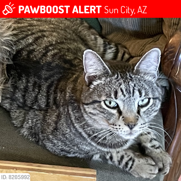 Lost Male Cat last seen Del Webb , Sun City, AZ 85351