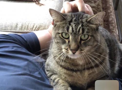 Lost Male Cat last seen Canterbury, Downing, Kensington, Westchester, IL 60154