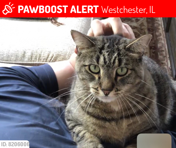 Lost Male Cat last seen Canterbury, Downing, Kensington, Westchester, IL 60154