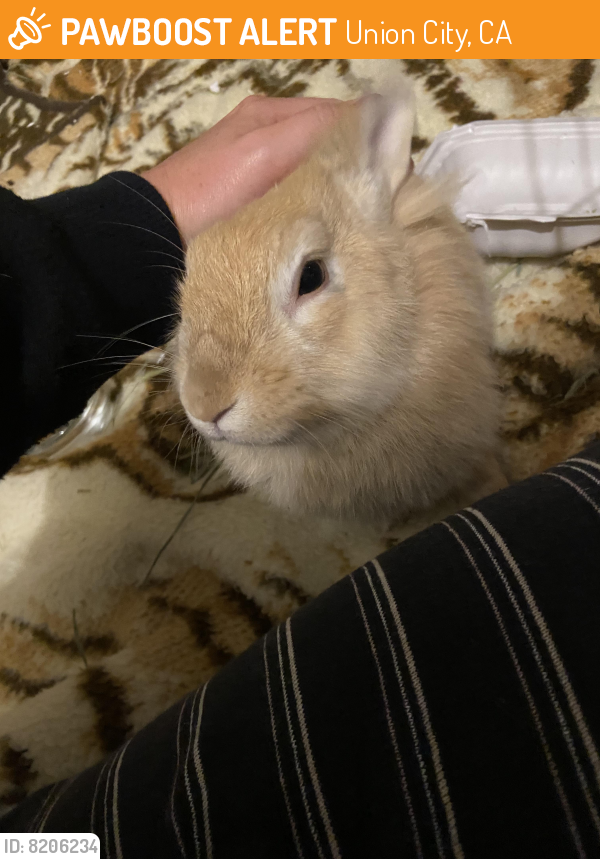Rehomed Unknown Rabbit last seen San Andreas Drive, Union City, CA 94587
