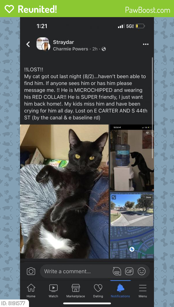 Reunited Male Cat last seen Cimarron, Phoenix, AZ 85042, USA, Phoenix, AZ 85042
