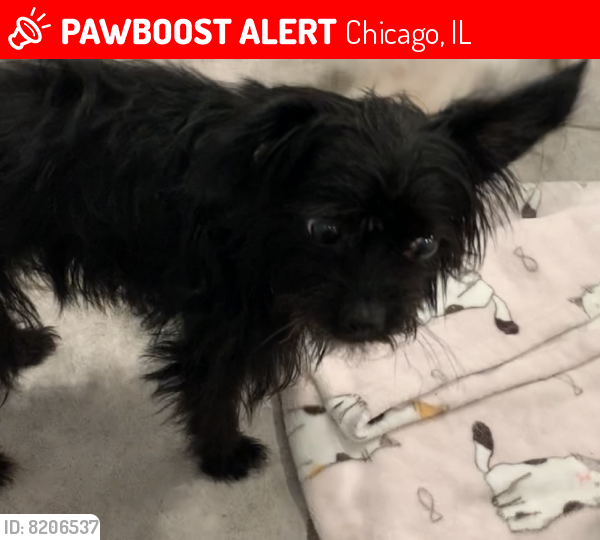 Lost Female Dog last seen Near s Saginaw, Chicago IL , Chicago, IL 60617