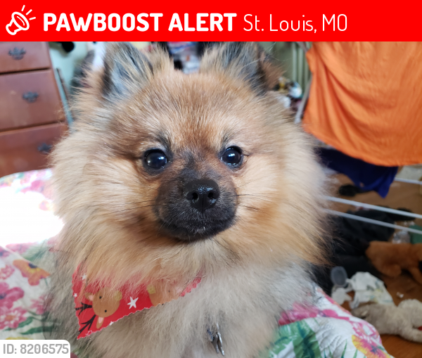 Lost Male Dog last seen Fyler , St. Louis, MO 63139