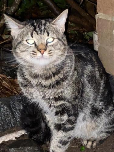 Found/Stray Male Cat last seen Charles Thomson lane, Annandale, VA 22003