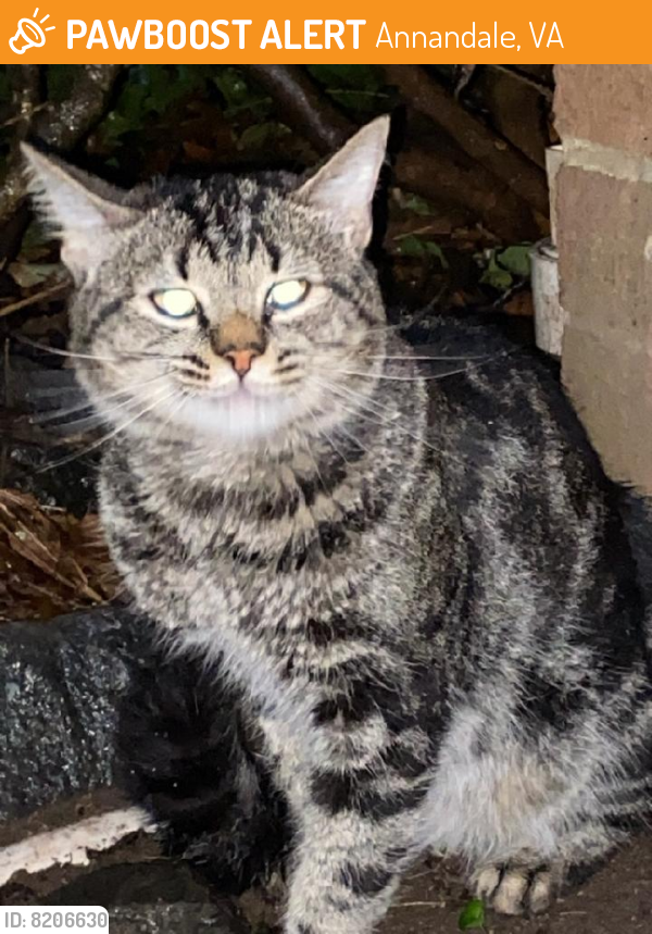 Rehomed Male Cat last seen Charles Thomson lane, Annandale, VA 22003