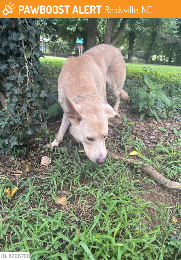 Reidsville, NC Stray Male Dog Found Near Greenbrier St Reidsville, NC