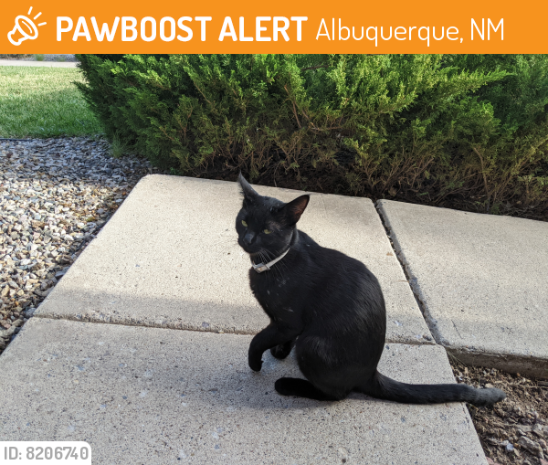 Found/Stray Female Cat last seen Near block of Sprenger Dr NE at Jemez St NE, Albuquerque, NM 87109