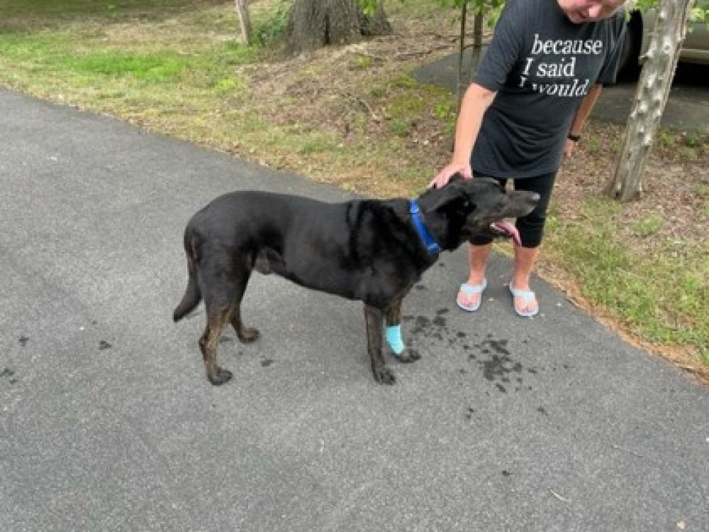 Shelter Stray Male Dog last seen Alexandria - Woodland Lane 22309, Fairfax County, VA, Fairfax, VA 22032