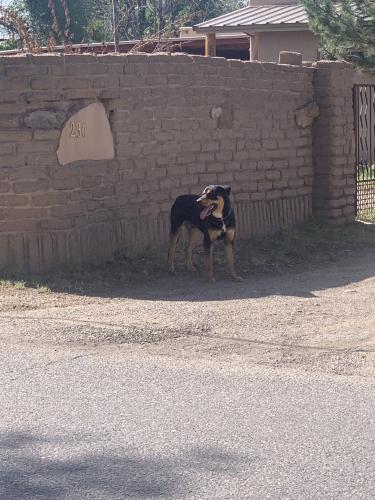 Found/Stray Male Dog last seen 4th & Osuna, Los Ranchos de Albuquerque, NM 87107