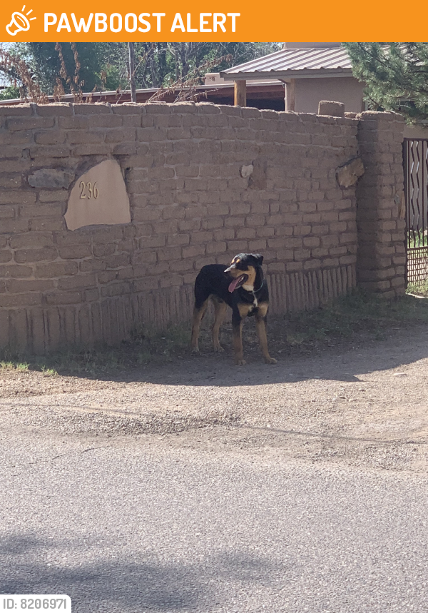 Found/Stray Male Dog last seen 4th & Osuna, Los Ranchos de Albuquerque, NM 87107