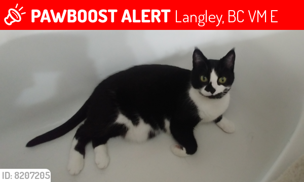 Lost Female Cat last seen Near Walnut Grove Drive & 212th, Langley, BC V1M 2E1