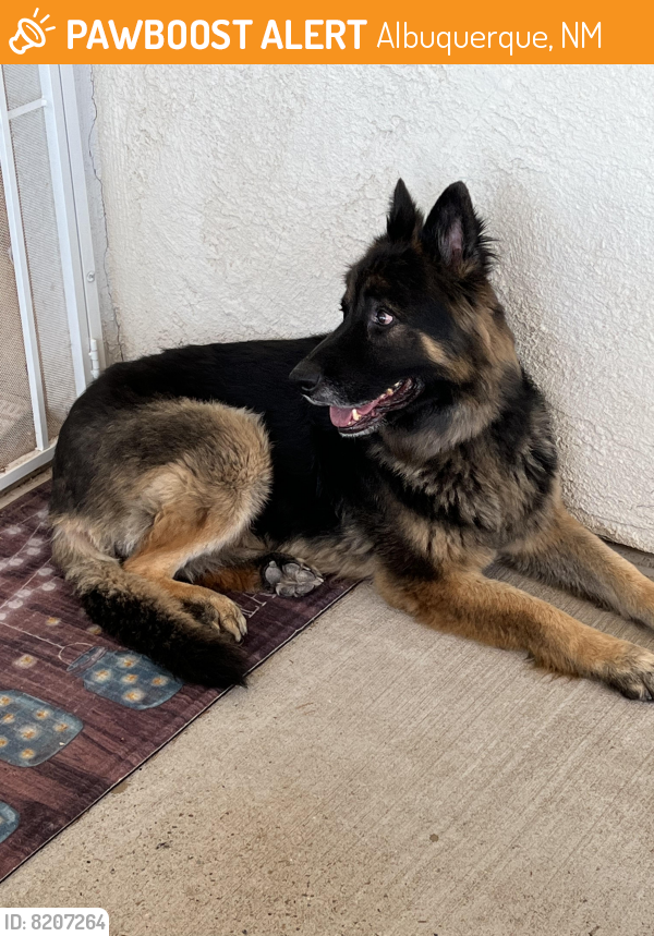 Rehomed Male Dog last seen Golf Course- Paradise, Albuquerque, NM 87114