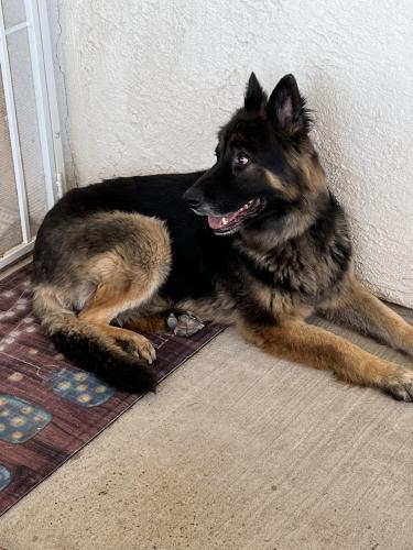Found/Stray Male Dog last seen Golf Course- Paradise, Albuquerque, NM 87114