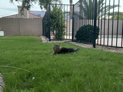 Lost Male Cat last seen Melinda and 72nd, Glendale, AZ 85308