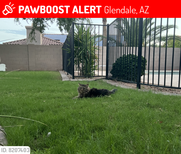 Lost Male Cat last seen Melinda and 72nd, Glendale, AZ 85308