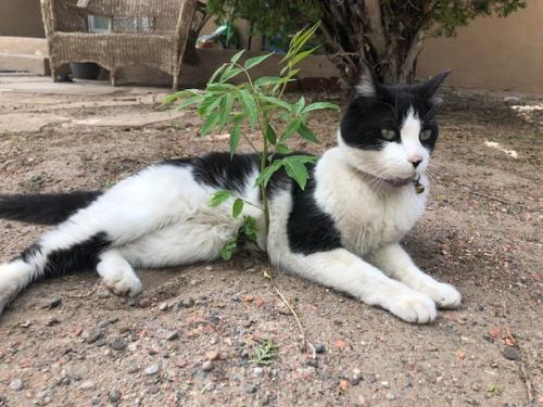 Lost Female Cat last seen 63rd St NW/Avalon NW, Albuquerque, NM 87105