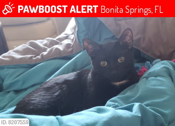 Lost Female Cat last seen Tarpon and Luke street, Bonita Springs, FL 34134