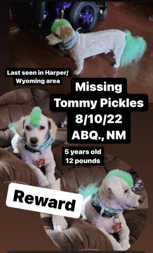 Lost Male Dog last seen Bing place ne, Albuquerque NM , Albuquerque, NM 87111