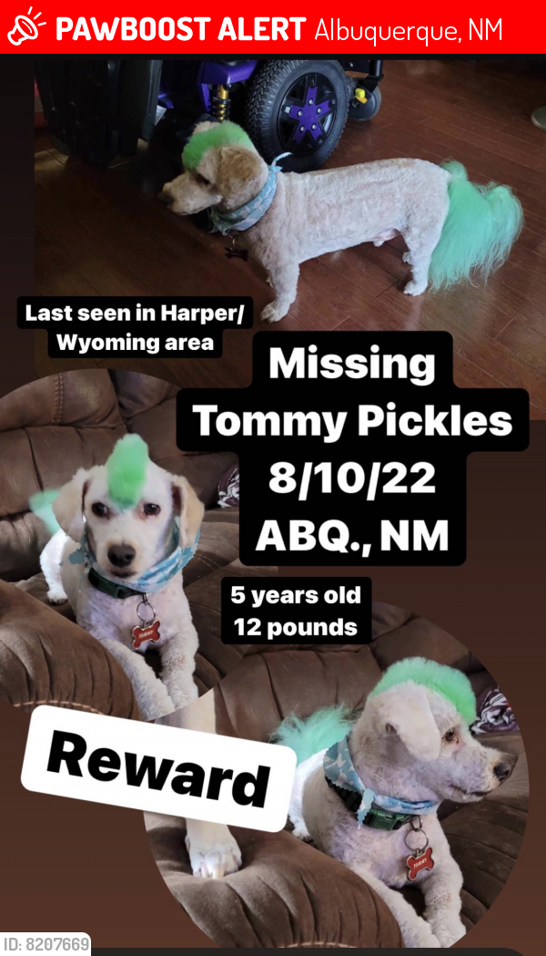 Lost Male Dog last seen Bing place ne, Albuquerque NM , Albuquerque, NM 87111