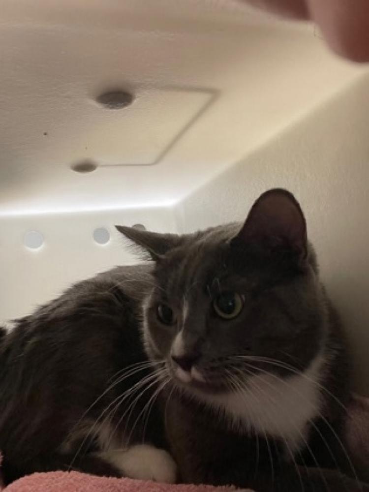 Shelter Stray Female Cat last seen Chantilly, VA 20151, Fairfax, VA 22032