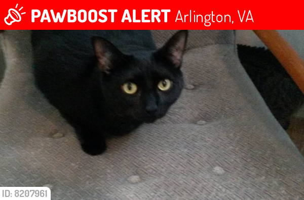 Lost Female Cat last seen South 23rd Street, Arlington, VA or Wakefield HS, Arlington, VA 22206