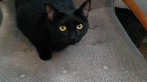 Lost Female Cat last seen South 23rd Street, Arlington, VA or Wakefield HS, Arlington, VA 22206