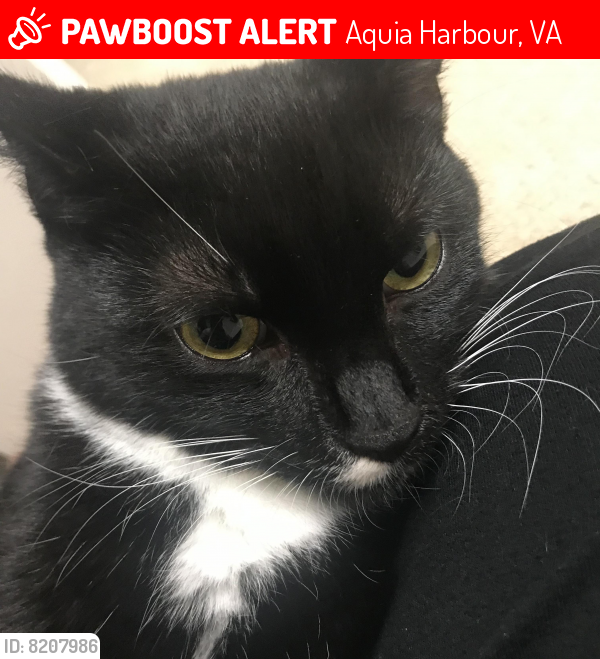 Lost Male Cat last seen Santa Maria drive, Stafford, VA 22554