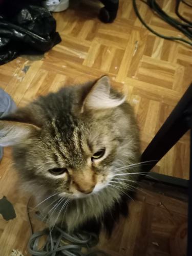 Lost Female Cat last seen Roosevelt, Chicago, IL 60624