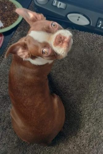Lost Male Dog last seen Monee rest stop north bound 57. Stolen from semi truck. Thank you for any help!, Monee, IL 60449