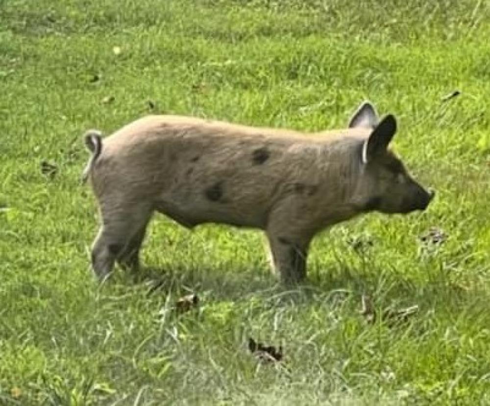 Shelter Stray Male Pig last seen Fairfax County, VA , Fairfax, VA 22032