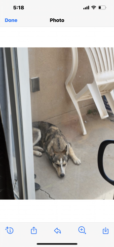 Found/Stray Unknown Dog last seen Camona and escensia , Albuquerque, NM 87114