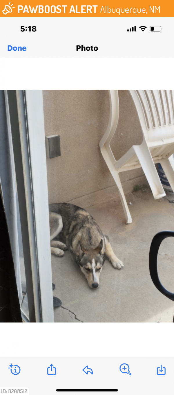 Found/Stray Unknown Dog last seen Camona and escensia , Albuquerque, NM 87114
