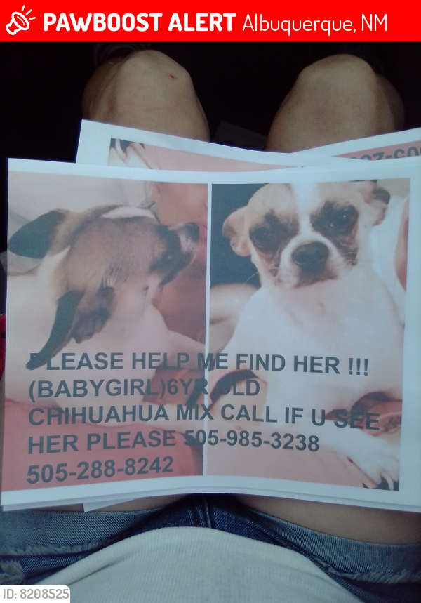 Lost Female Dog last seen Princess Jeane neighborhood , Albuquerque, NM 87112